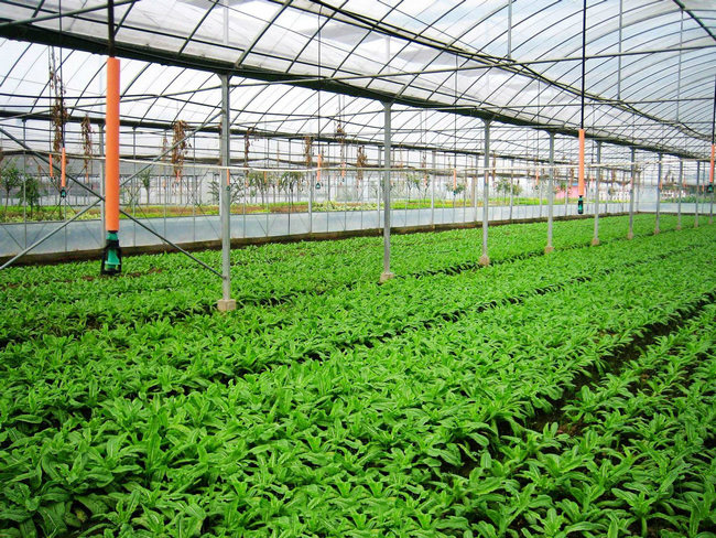 花卉溫室大棚設(shè)計要符合哪些原則