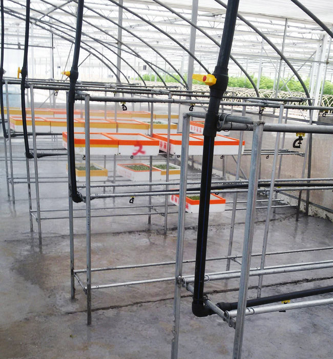 芽苗菜生產及培訓06