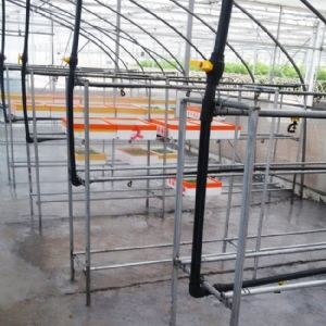 芽苗菜生產及培訓